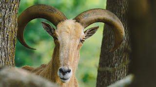 Herd animals find sanctuary at ranch