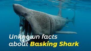 Unknown facts about Basking Shark || SHARKS & RAYS || Marine Kingdom