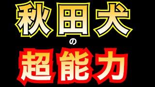 秋田犬の超能力【Akita dog's Supernatural power】