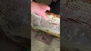 Рамка мёда 5.5 кг #пчеловодство #Пасекашумного