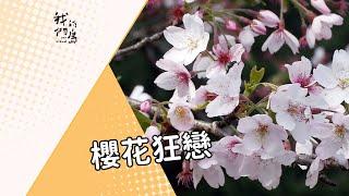 【樹木保育】櫻花狂戀｜砍樹種櫻花衝擊生態 (我們的島 第701集 2013-04-08)