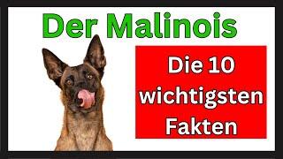 Malinois  Die 10 wichtigsten Fakten dieser Hunderasse