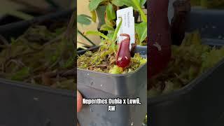 Hybrid Spotlight: Nepenthes Dubia x Lowii, AW