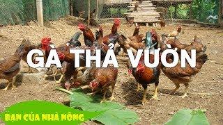 Thoát nghèo nhờ xây dựng mô hình Nuôi Gà thả vườn với số vốn ít