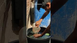 Fish pond in summer  #petsvlog #fish #shorts