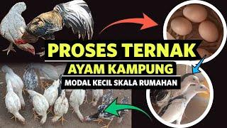 CARA TERNAK AYAM KAMPUNG MODAL KECIL Awal 2 Ekor Jadi Ratusan Ekor !!! BERHASIL!!