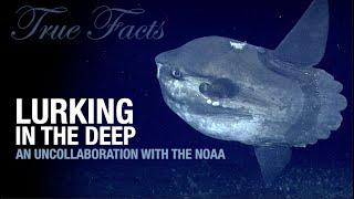 True Facts: Lurking in the Deep