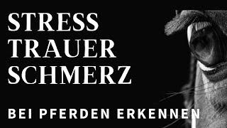 Verstehst du dein Pferd? Pferdeaugen lesen lernen! ️