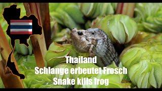 Thailand - Schlange erbeutet Frosch - Snake kills frog