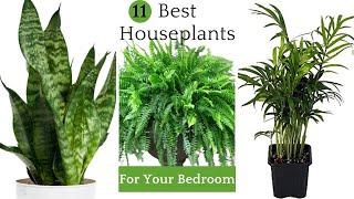 11 Best Houseplants for Your Bedroom | Bedroom Plants for a Prettier, Healthier Space