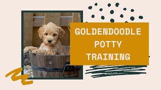 Goldendoodle Potty Training (Potty Training A Goldendoodle)