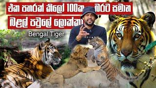 සිංහයාත් පරදින බළල් පවුලේ ලොක්කා - Bengal Tiger | Pet Talk