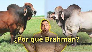 ¿Por qué Brahman? Descubre porque esta raza está dentro de los mejores ganado del mundo.