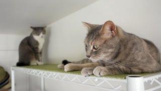 新居のモアクリ - Cats in a new home -