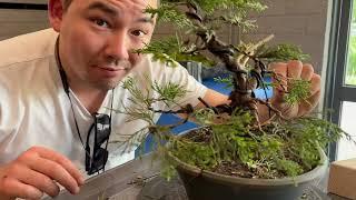 Bonsai club show and new talent contest
