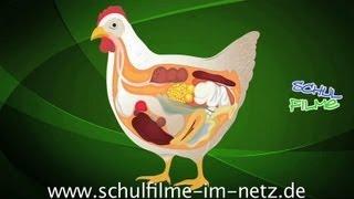 Das Huhn - Schulfilm Biologie