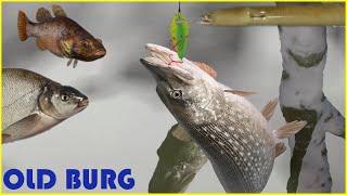 Pike, eel & more spots Old Burg Russian Fishing 4 #417