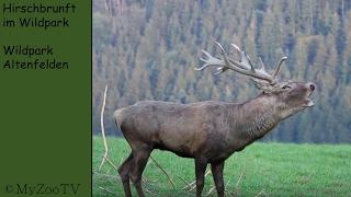 deer rutting time at the deer park - deer park Altenfelden