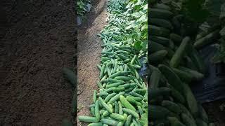 Sayuran dikampung subur berkah #berkebun #berkah #shortvideo #viral #video #shorts #short