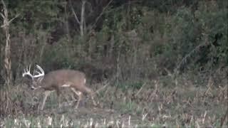 Hunting giant whitetails at Cedar Ridge Whitetails