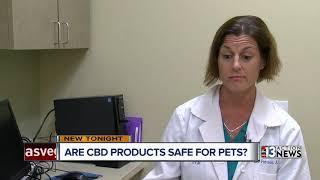 CBD products becoming increasingly popular for pets