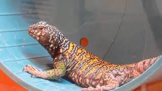 Elevages Lisard (2020) Uromastyx ornata adult exercising in wheel