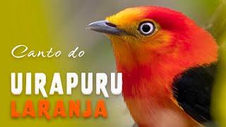 CANTO do UIRAPURU-LARANJA | Band-tailed Manakin | Aves do Brasil