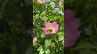 Пчёлы активно посещают цветки шиповника #пасека #bee #пчеловодство