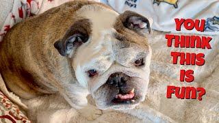 Reuben the Bulldog: The Amazing Bulldog - FUN FACTS!