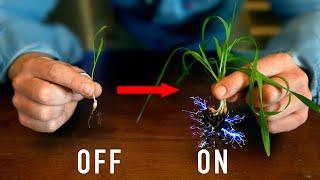 Using Plasma To Grow Plants Faster