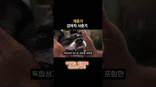 강아지 나이 아는법