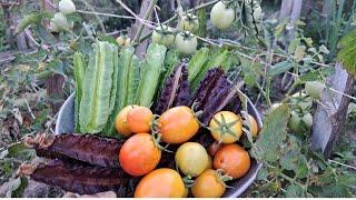 Fresh na gulay backyard garden harvest