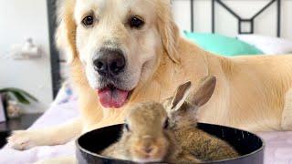 Lovely Golden Retriever Welcomes Cute Baby Bunnies!