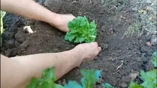 种白菜——没有菜籽儿也没有菜苗时的好办法（How To Grow Chinese Cabbage?_A Quick Way)