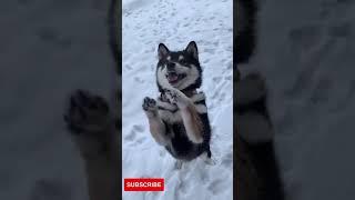 Funny dog playing in ice, Snowdog #shorts #icedog #husky #snowdog