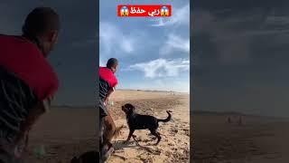 أخطر ذكر مالينوا  شرغ غطع 