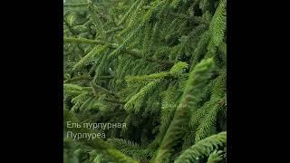 Ель пурпурная Пурпуреа