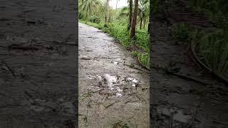 Snake falling off from coconut tree#aftertyphoon pepito#riding on motorcycle#naturetrail