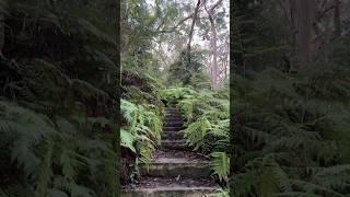 Spotting Wild Swamp Wallabies in Lane Cove National Park #wildlife #nature #australia