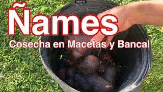 Cosecha de Ñames en Macetas y Bancal