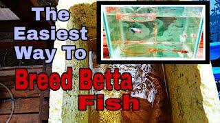 You Probably Don't Know This Secret to Breed Betta/Fighting Fish (Detailed Process)