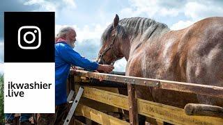 Ardenner trekpaard in dorsmachine in Aux Marais - Draft Horses in threshing machine 4 Instagram