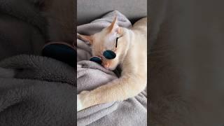 кот Базилио #cat #catvideos