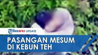 Viral Aksi Pasangan Mesum di Tengah Kebun Teh Kemuning Karanganyar, Tak Sengaja Terekam CCTV