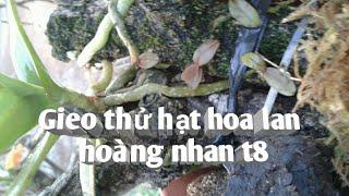 Gieo hạt hoàng nhan t8 (quế vàng )lan quý hiện nay