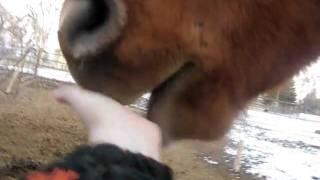 Horse licking my hand :]