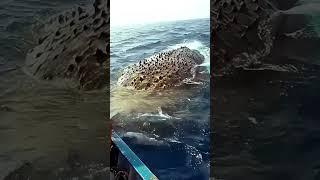 Загадочное морское животное встретили рыбаки #fishing