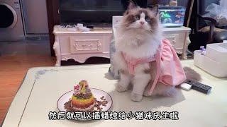 猫咪生日蛋糕制作教程 祝kimi 2岁生日快乐～#萌宠出道计划 #猫