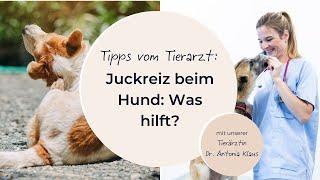 Juckreiz beim Hund: Was hilft?