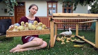 Frau baut kleine Entenfarm. Tolles Mittagessen mit geräucherten Rippchen kochen. Langsames Landleben